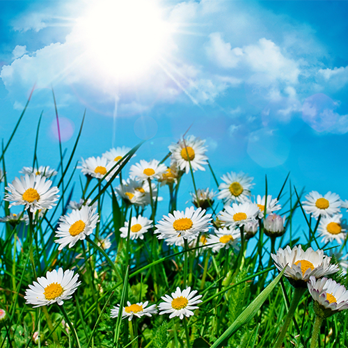 summer-field-wall-inkbluesky