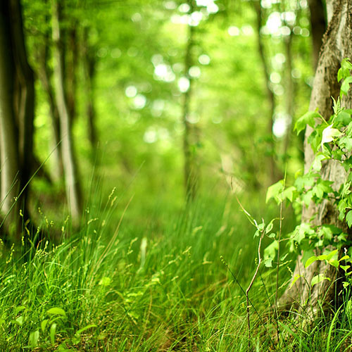 wood_tree_leaves_grass_spring_green_maple_young_60791_1920x1080